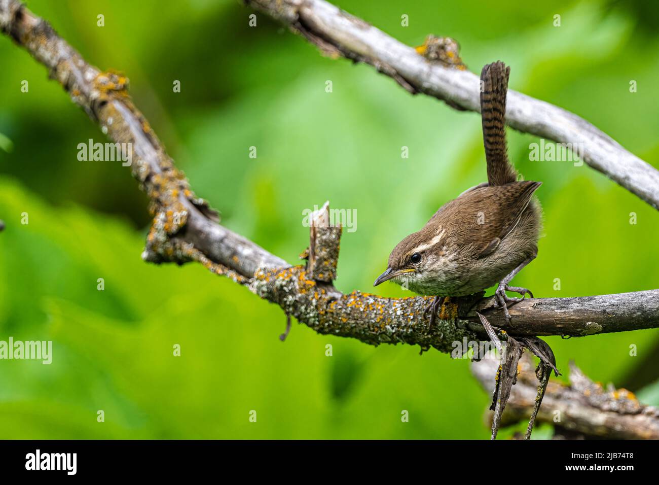 Bewick's Wren (Thryomanes bewickii) Searching for Food Stock Photo