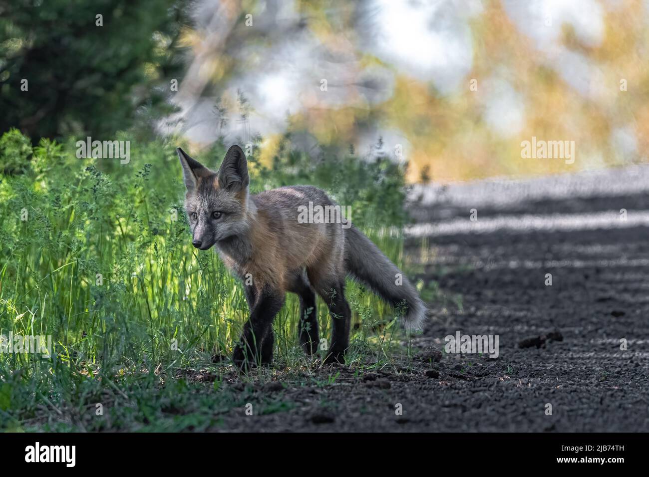 North american red fox hi-res stock photography and images - Alamy