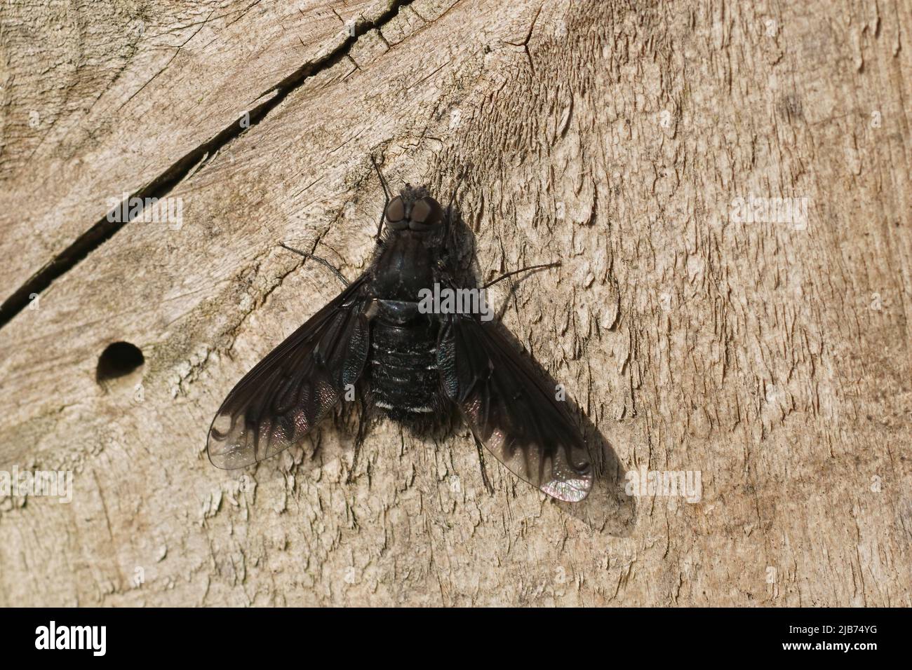 Closeup on an adult black Anthracite bee-fly, Anthrax anthrax sitting a wood with open wings in the garden Stock Photo