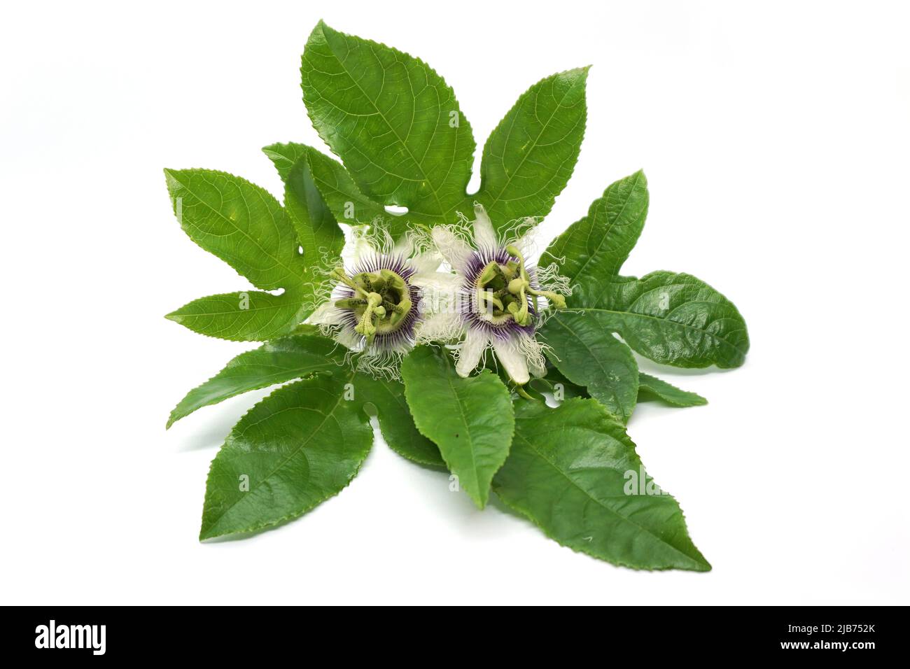 Stem green leaves with passion fruit flowers Stock Photo