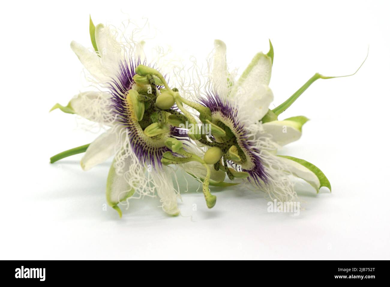 Two passion fruit flowers open Stock Photo
