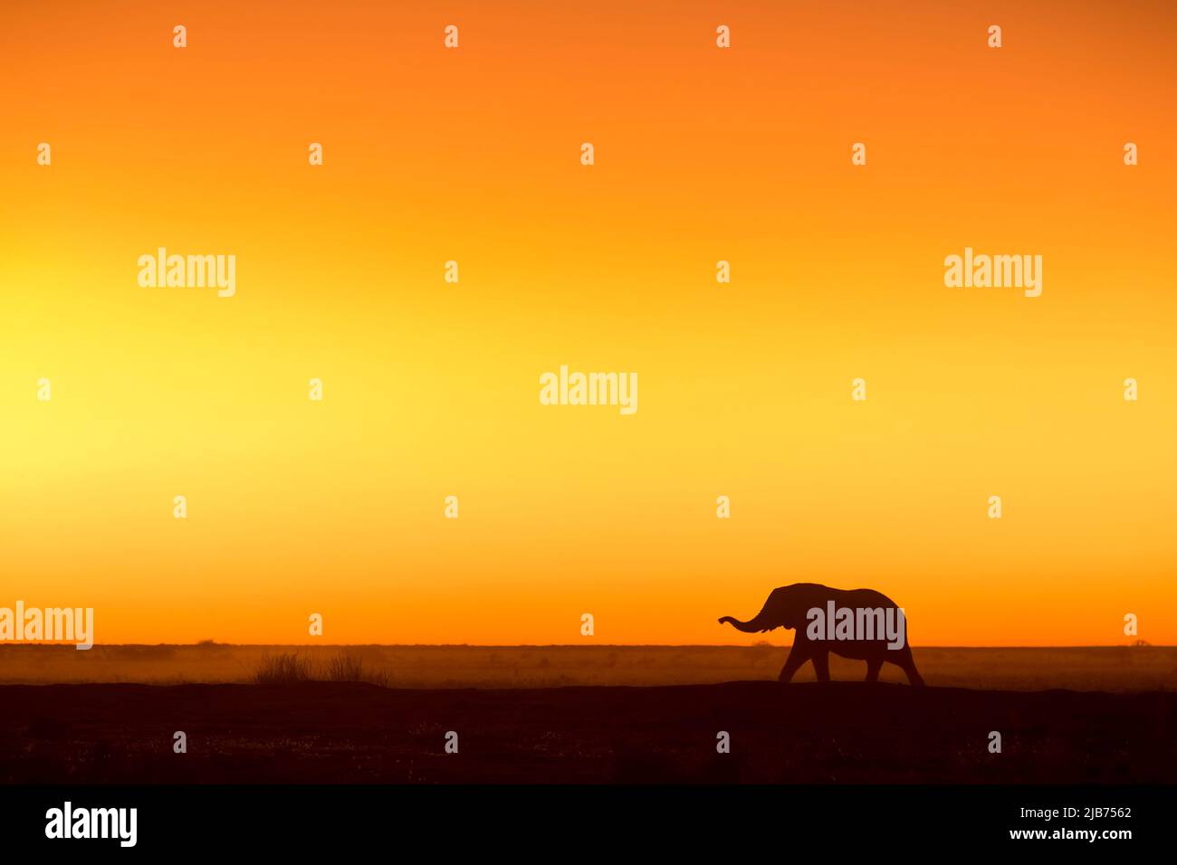 Lone Elephant walking in sunset with trunk out , silhouette Stock Photo
