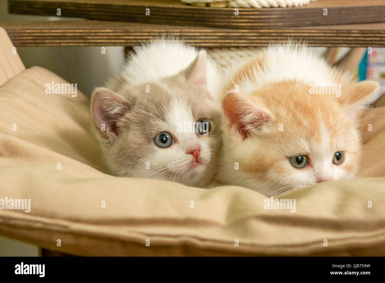 Cute pet cat of the British shorthair breed is playing on a cat tree at home Stock Photo