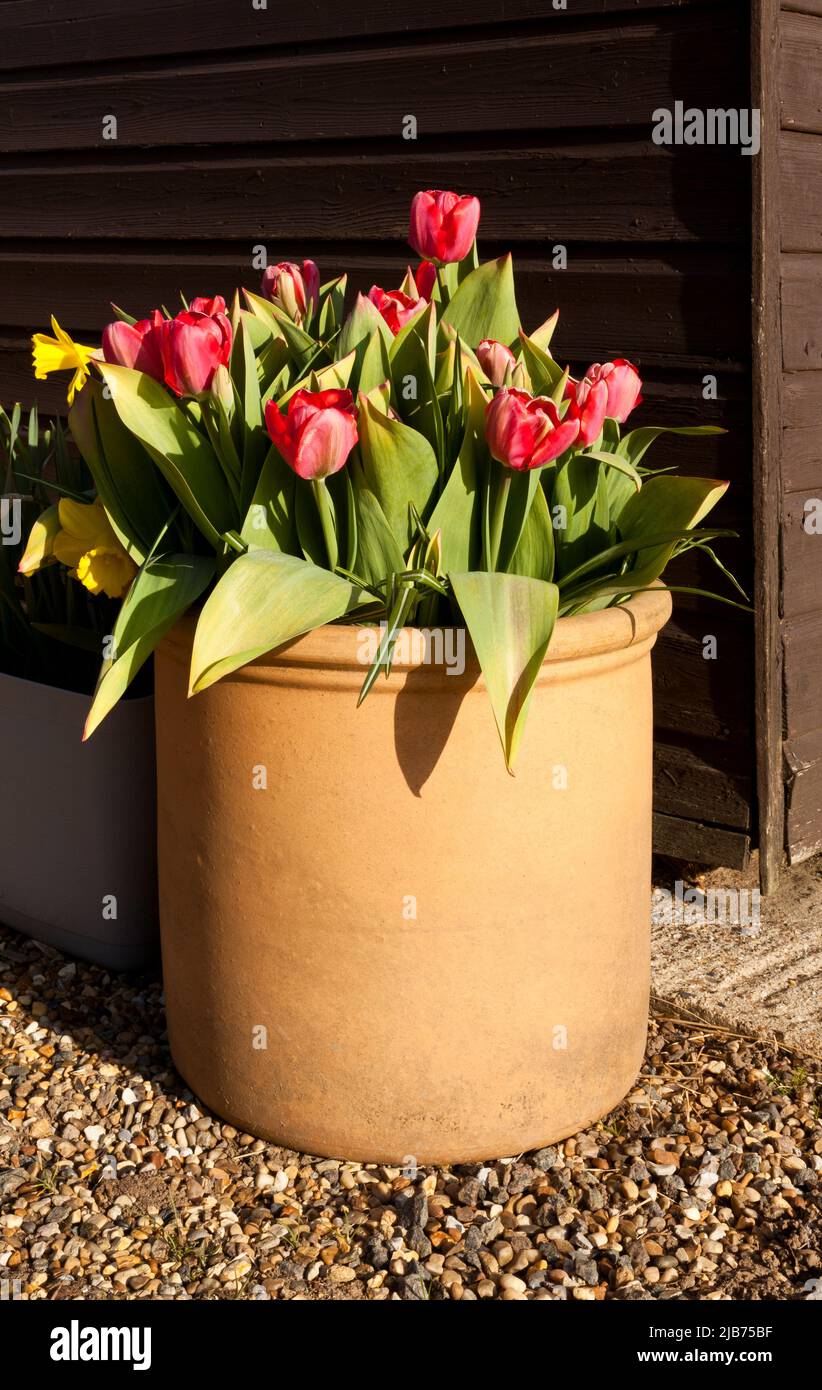 Spring Tulips in a terracotta pot Stock Photo