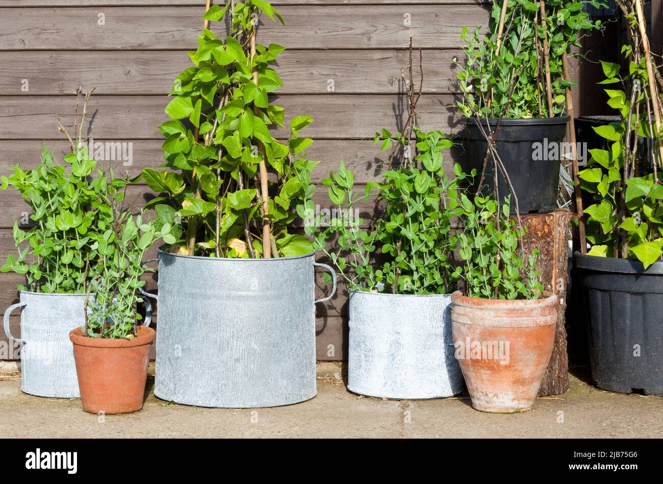Edible peas and runner beans growing in pots Stock Photo