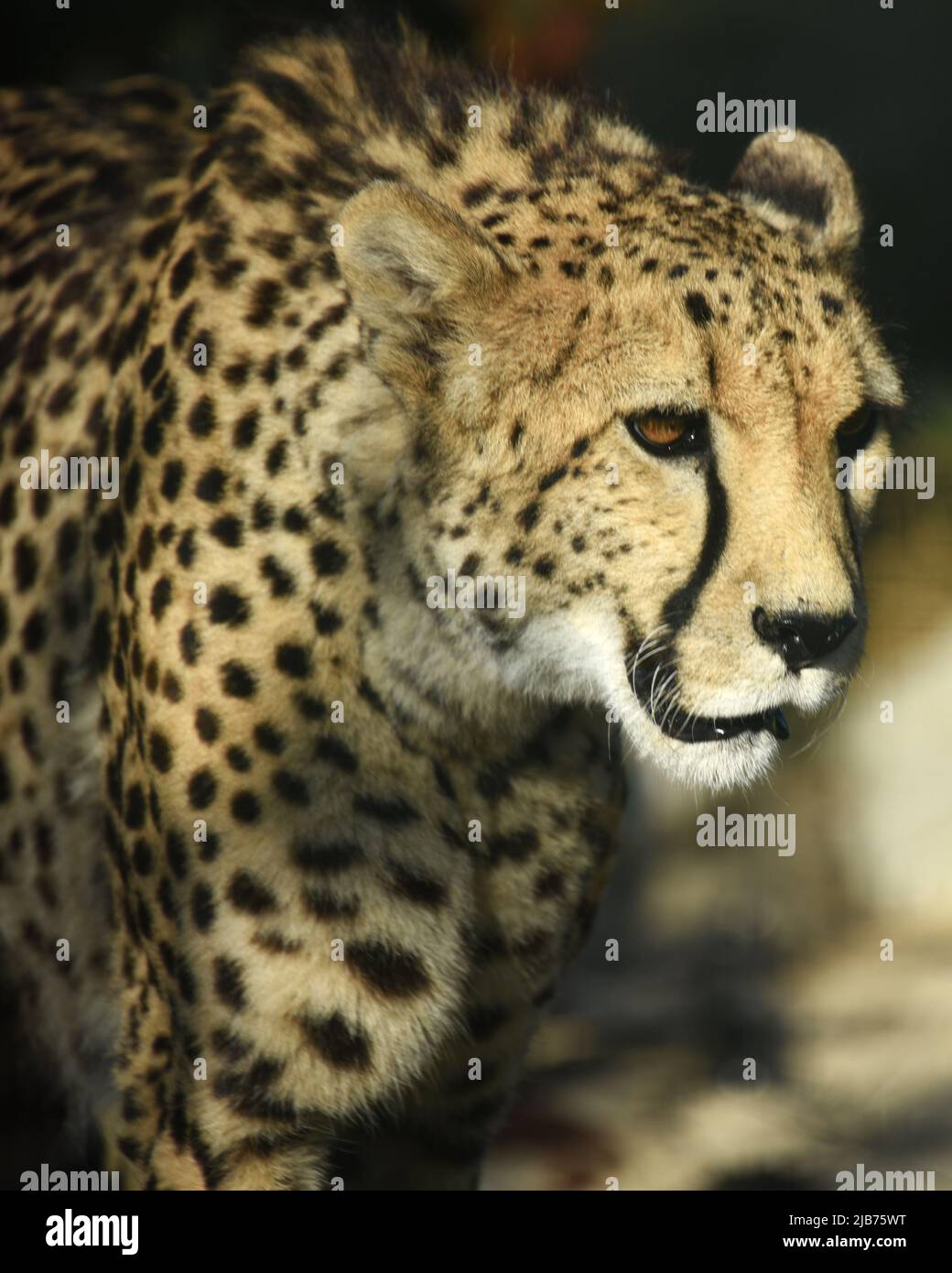 'cheetah', 'head & shoulders cat', 'stalking cheetah', 'walking out', 'big cat', 'African big cat', 'Panting cheetah', 'fastest cat' Stock Photo