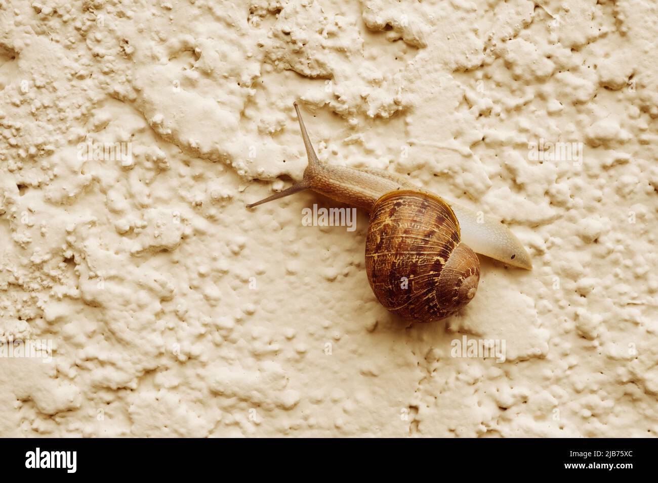 Brown garden snail slowly crawling on beige coloured textured wall ...