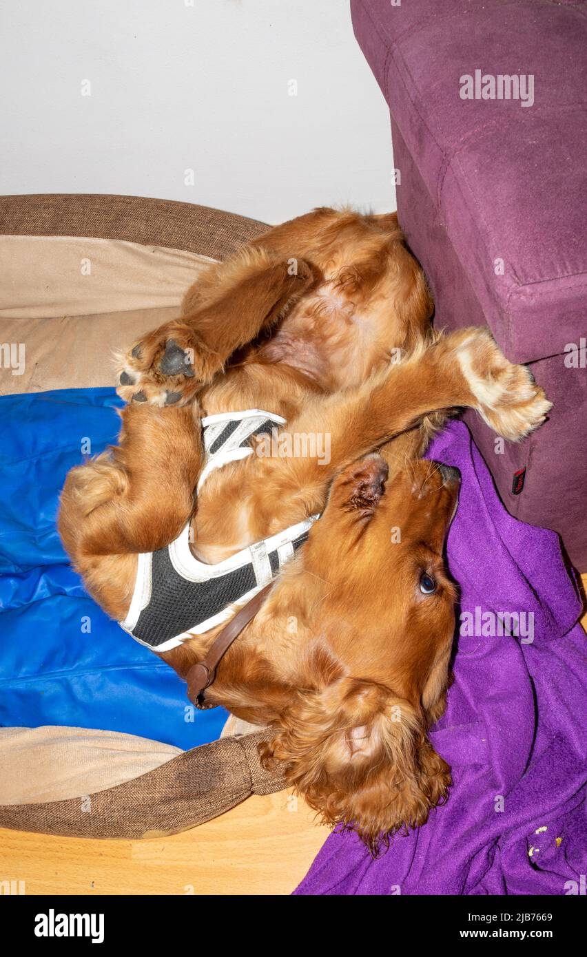 Cute puppy four month old English Cocker Spaniel playing in his bed