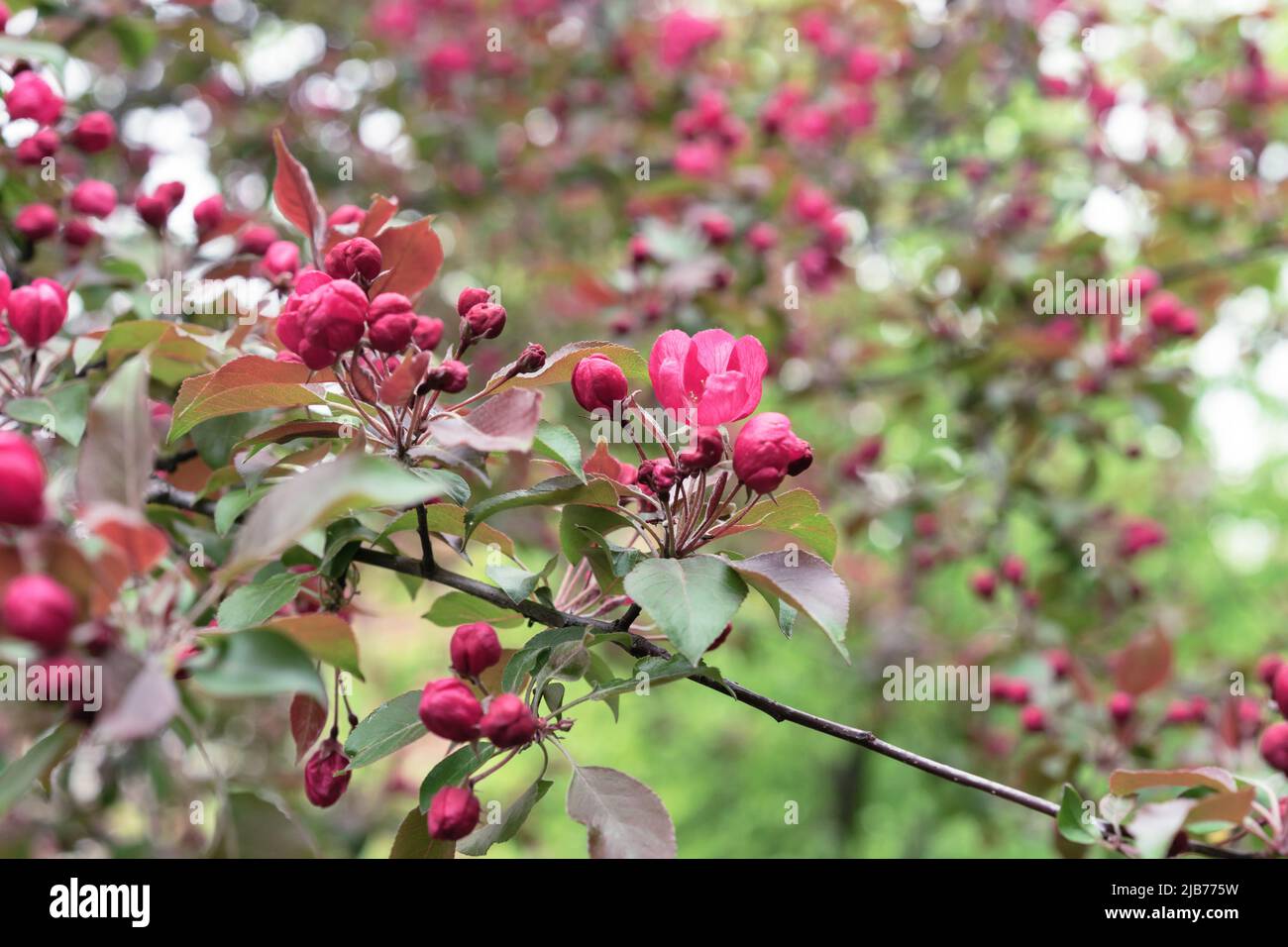 Apple tree with pink flowers in a spring garden. Pink-red inflorescences of an ornamental apple tree. Stock Photo