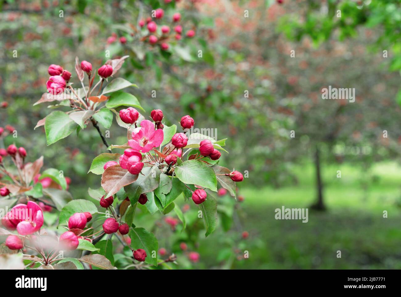 Apple tree with pink flowers in a spring garden. Pink-red inflorescences of an ornamental apple tree. Stock Photo