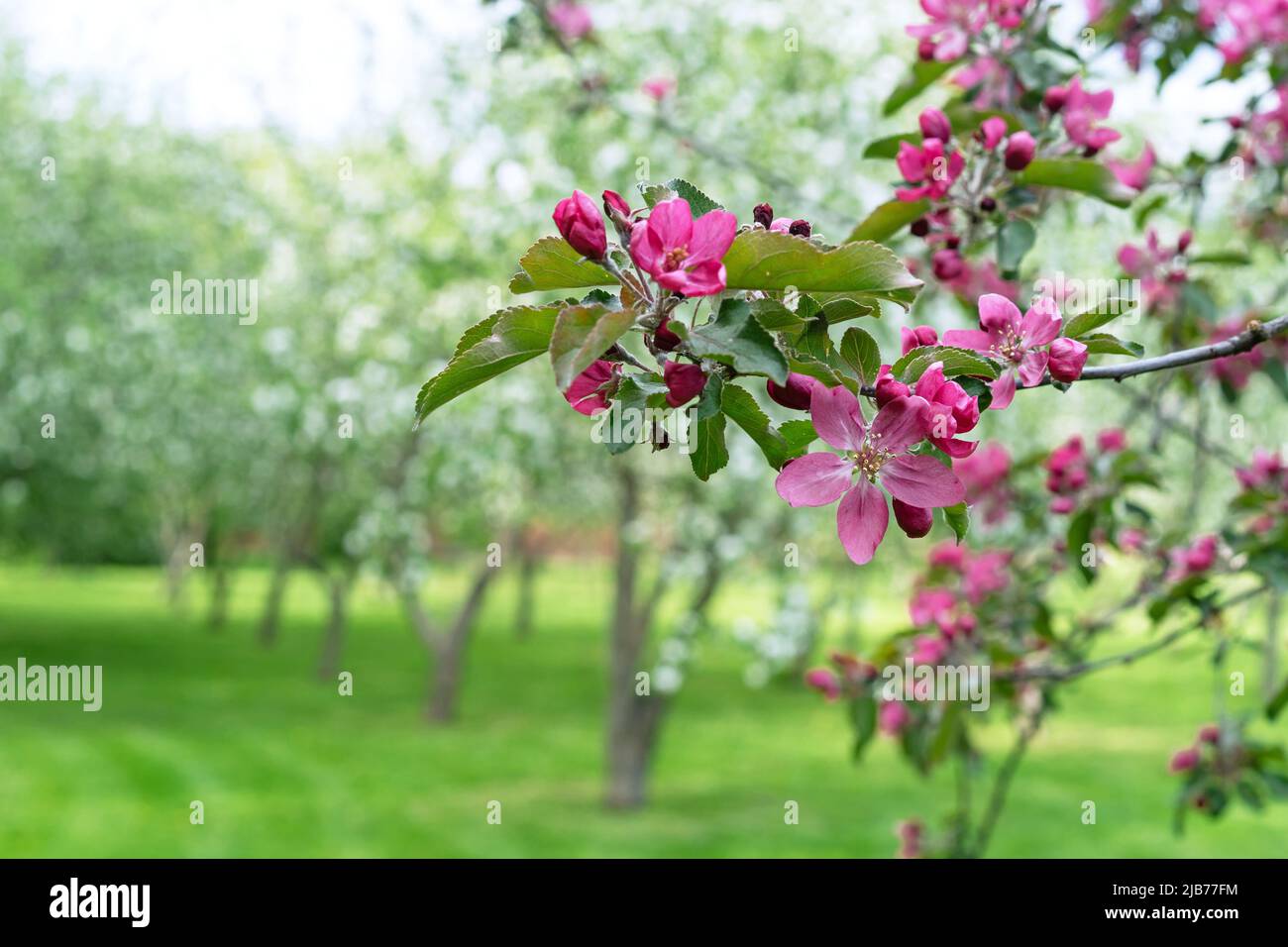 Apple tree with pink flowers in a spring garden. Pinkred inflorescences of an ornamental apple