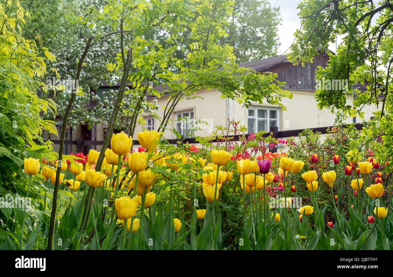Yellow tulips near the village house. Flowerbed with colorful tulips. Stock Photo