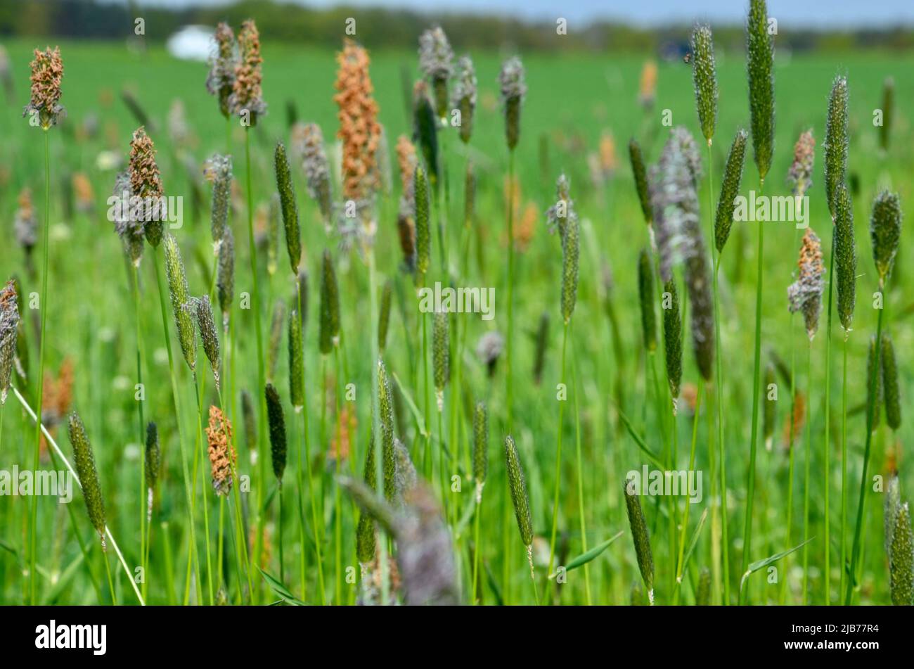 Lush green meadow background Stock Photo - Alamy