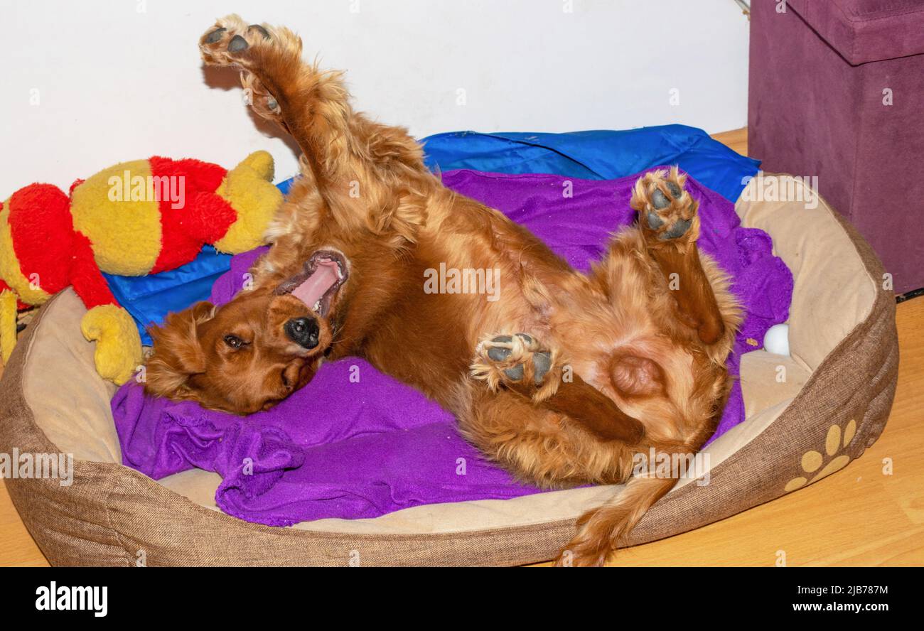Cute puppy ten month old English Cocker Spaniel staying,rolling,posing
