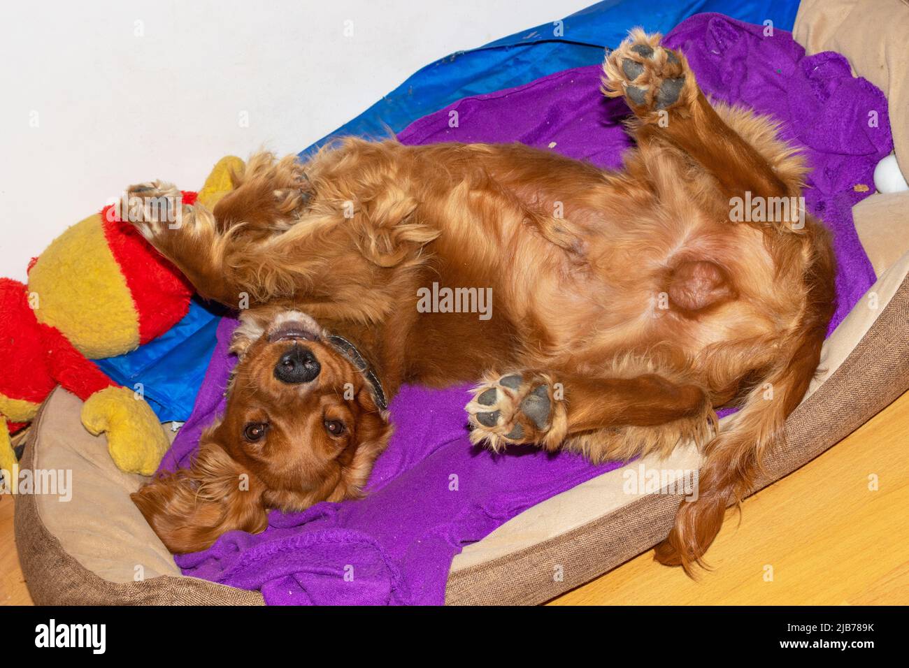 Cute puppy ten month old English Cocker Spaniel staying,rolling,posing