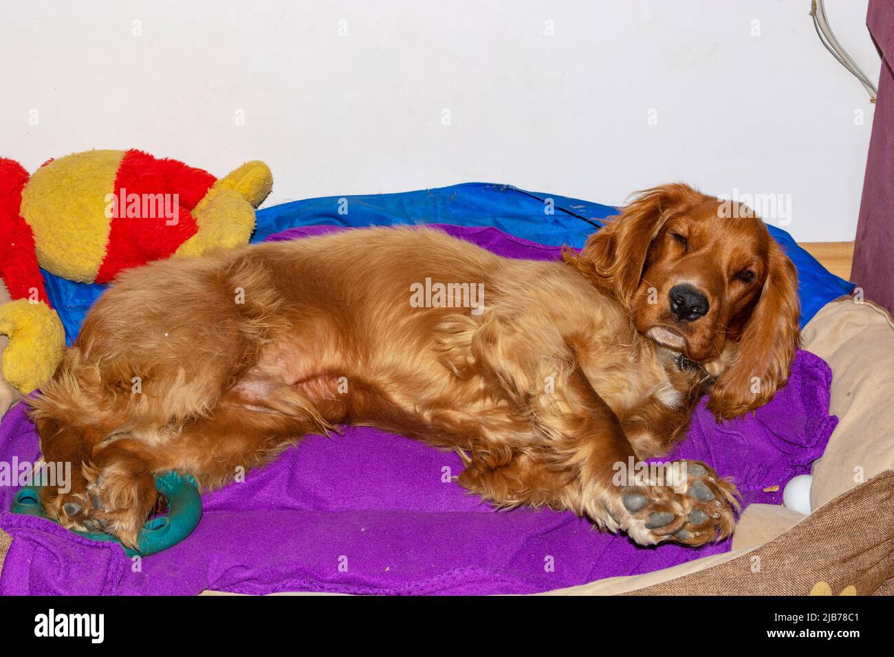 Cute puppy ten month old English Cocker Spaniel staying,rolling,posing
