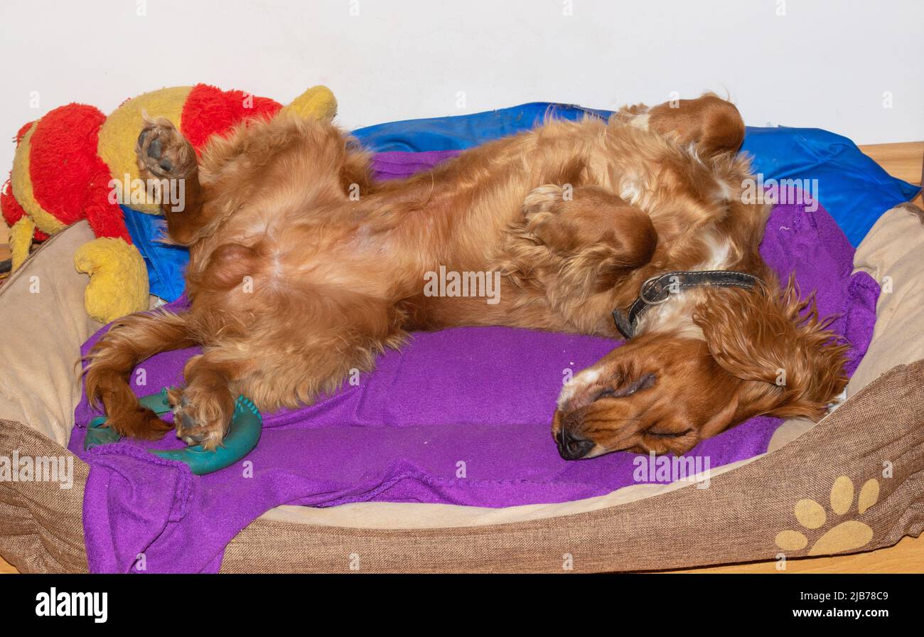 Cute puppy ten month old English Cocker Spaniel staying,rolling,posing