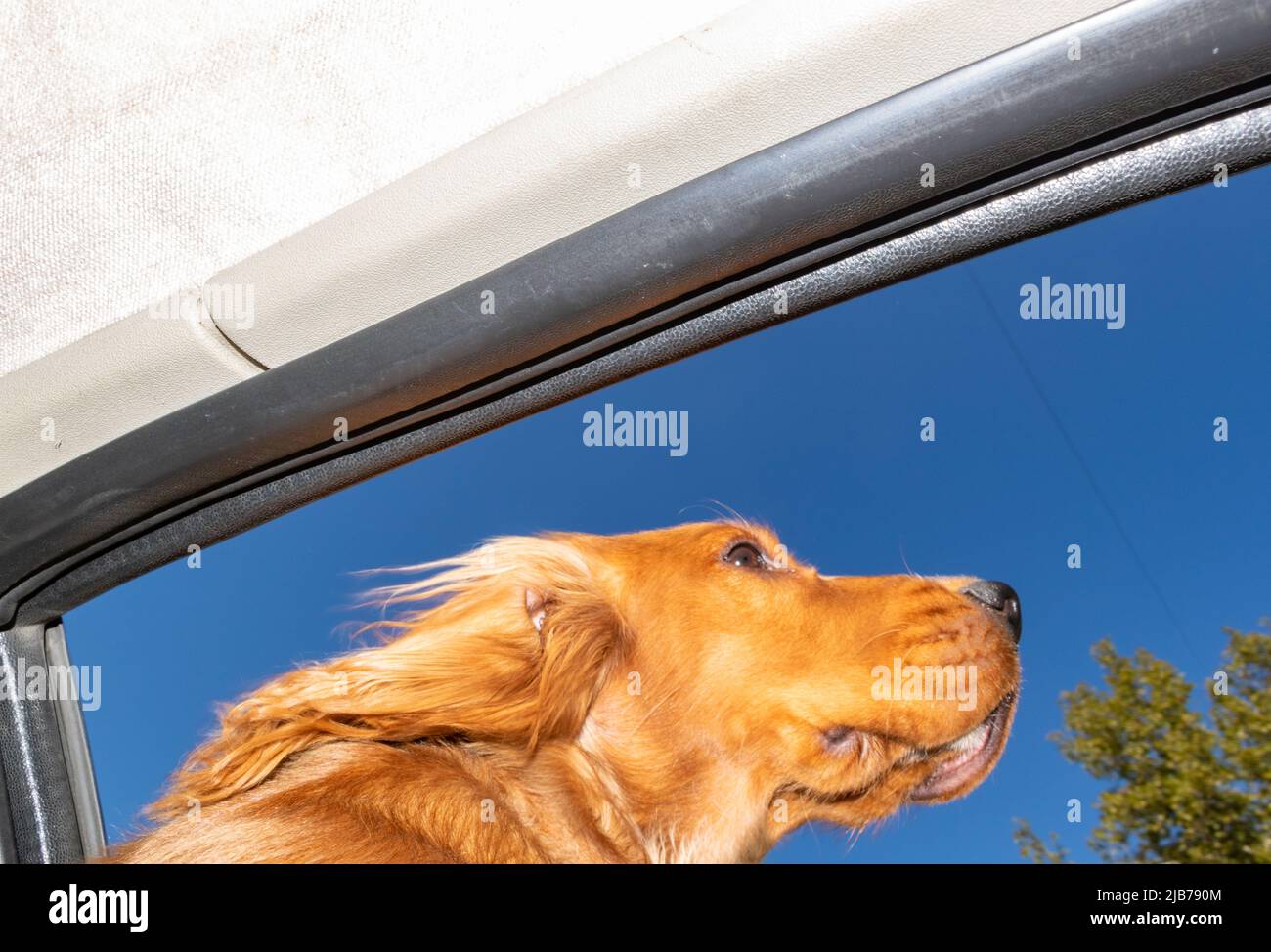 Happy puppy English cocker spaniel dog observing the surroundings from a car window while riding in a car Stock Photo