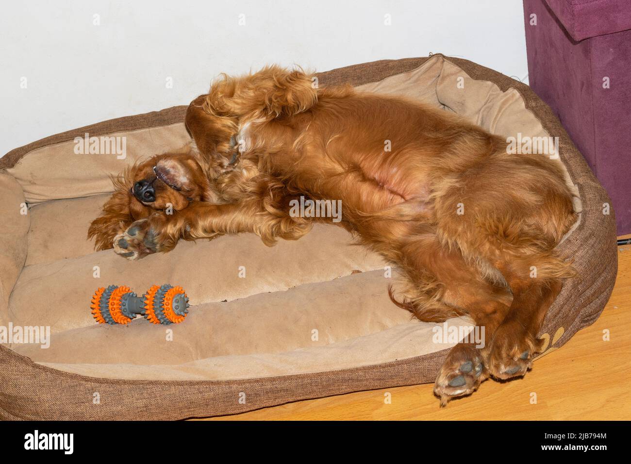 Cute puppy seven month old English Cocker Spaniel sprawling in his bed surrounded by his toys