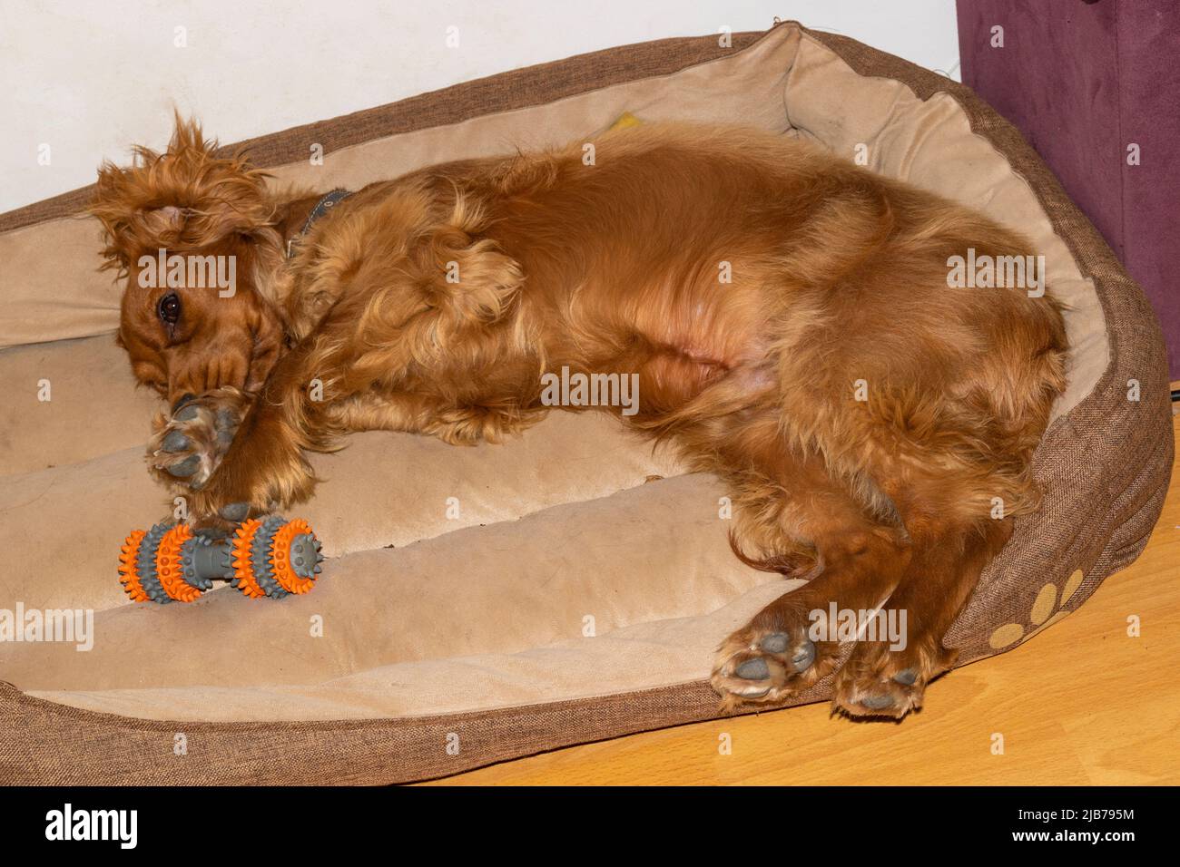 Cute puppy seven month old English Cocker Spaniel sprawling in his bed