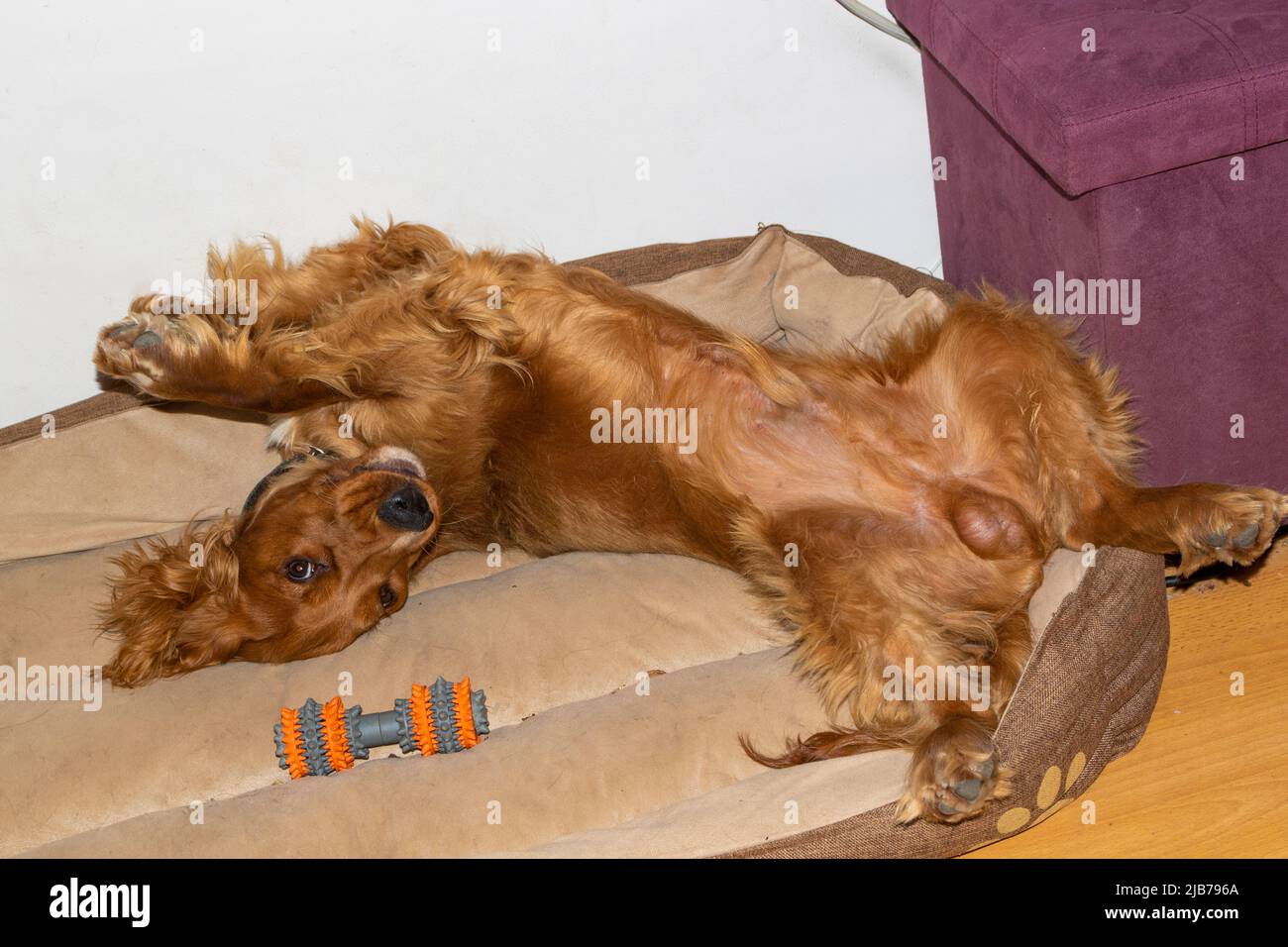 Cute puppy seven month old English Cocker Spaniel sprawling in his bed