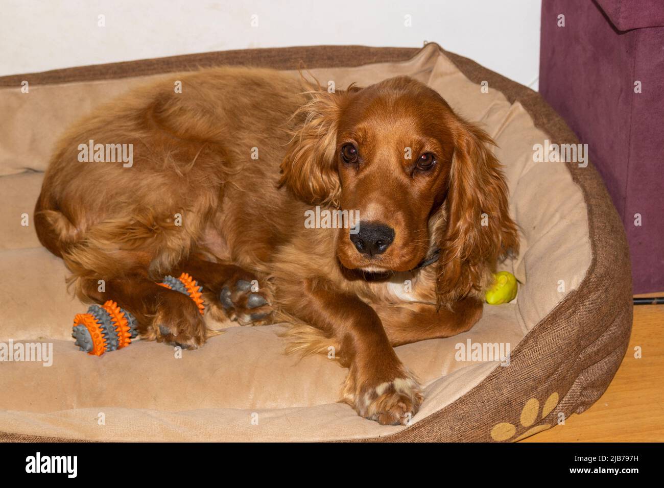 Cute puppy seven month old English Cocker Spaniel sprawling in his bed surrounded by his toys