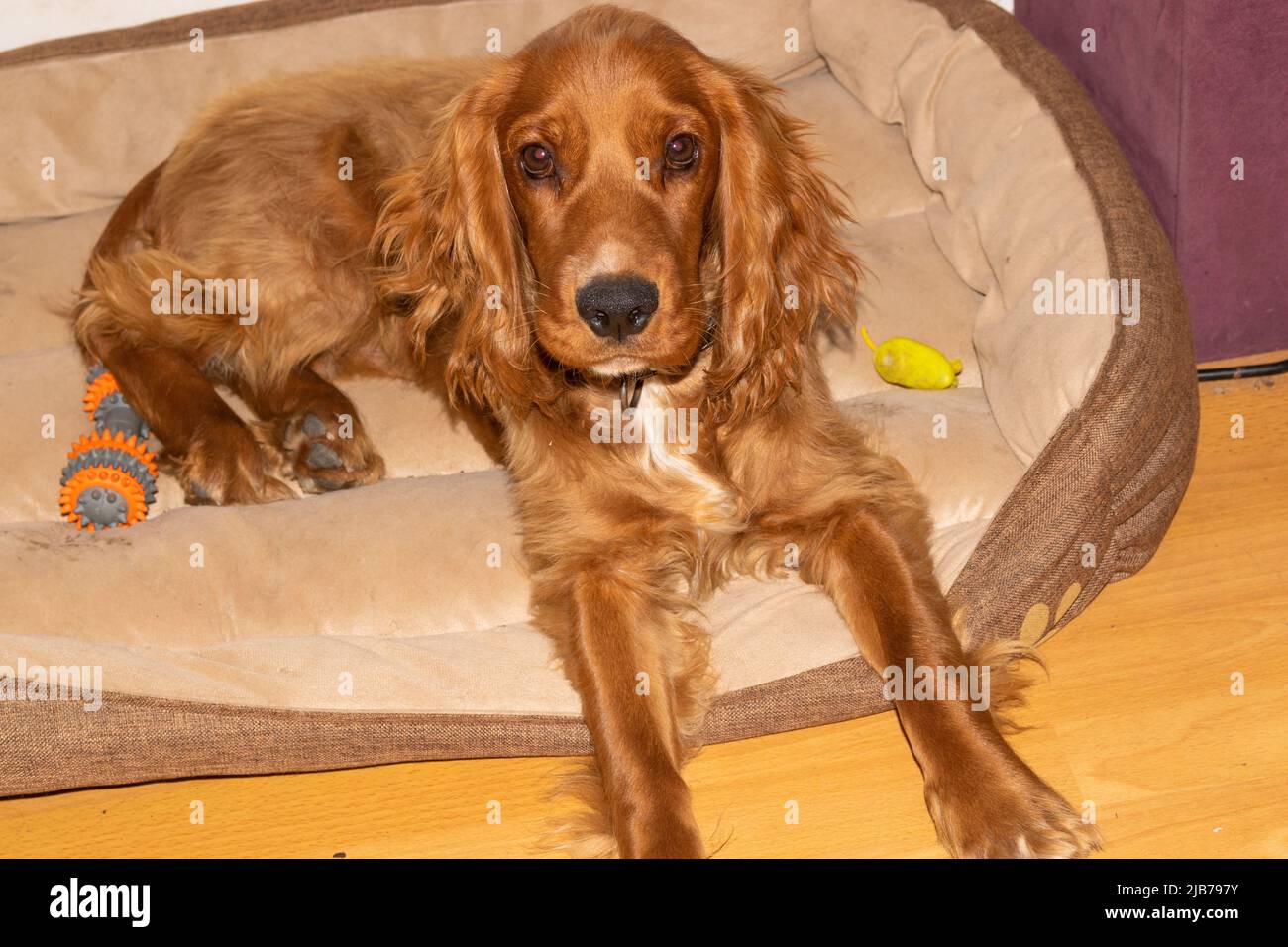 Cute puppy seven month old English Cocker Spaniel sprawling in his bed