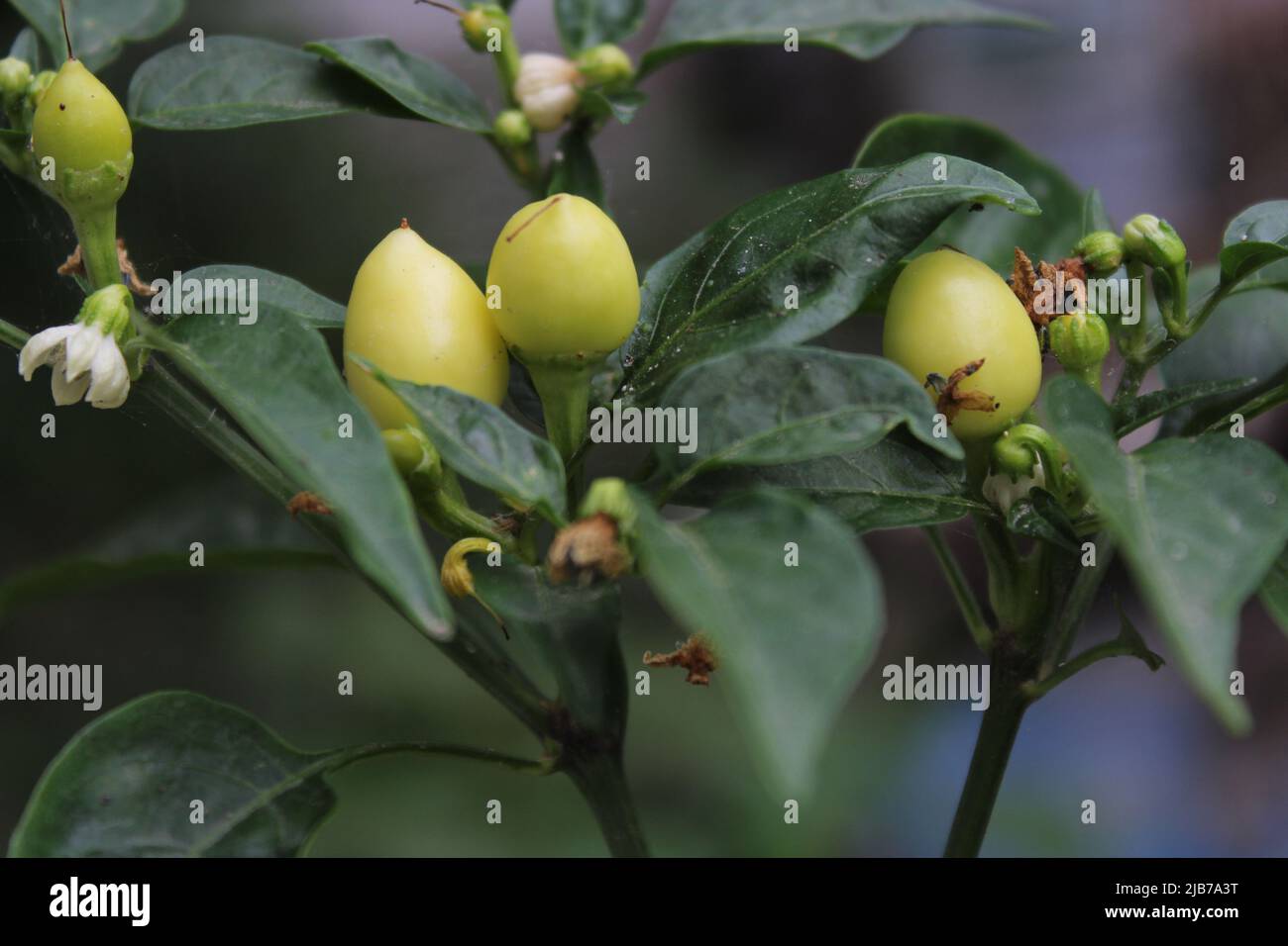 Yellow hot pepper on plant in garden. Vegetables in summer time. Stock Photo