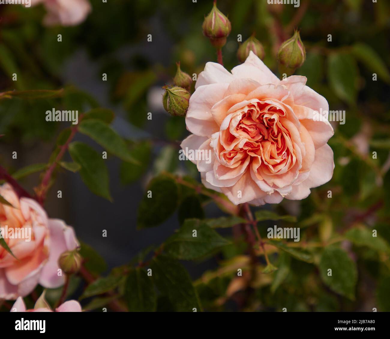 Close up of Rosa John Keats, Modern shrub rose or small climber, seen outdoors in the garden. Stock Photo