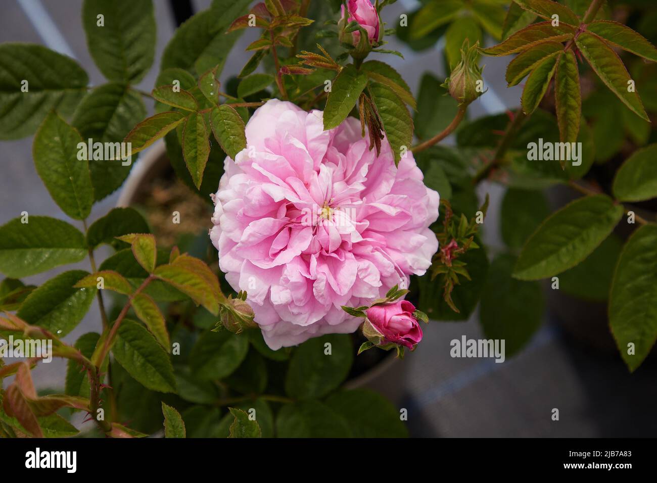 Close up of Rosa Ispahan, an old shrub rose, seen outdoors in the garden. Stock Photo