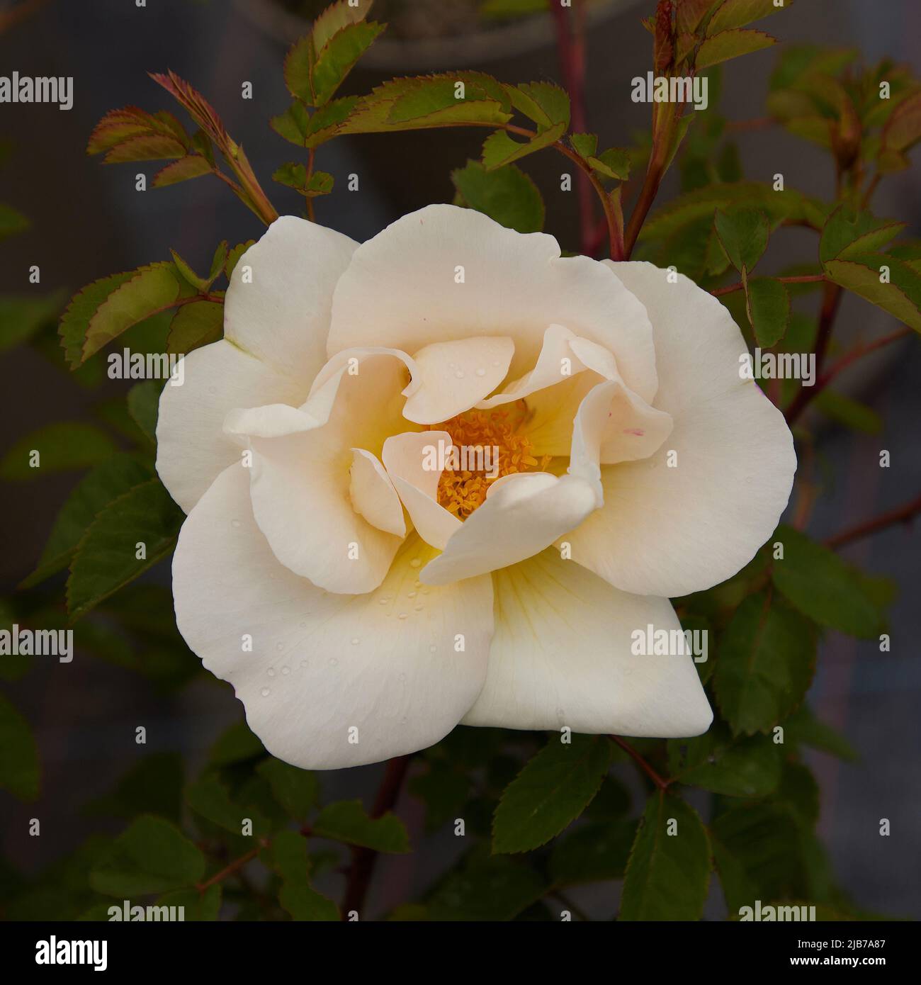 Close up of Rosa Nevada, a tall shrub rose, seen outdoors in the garden. Stock Photo
