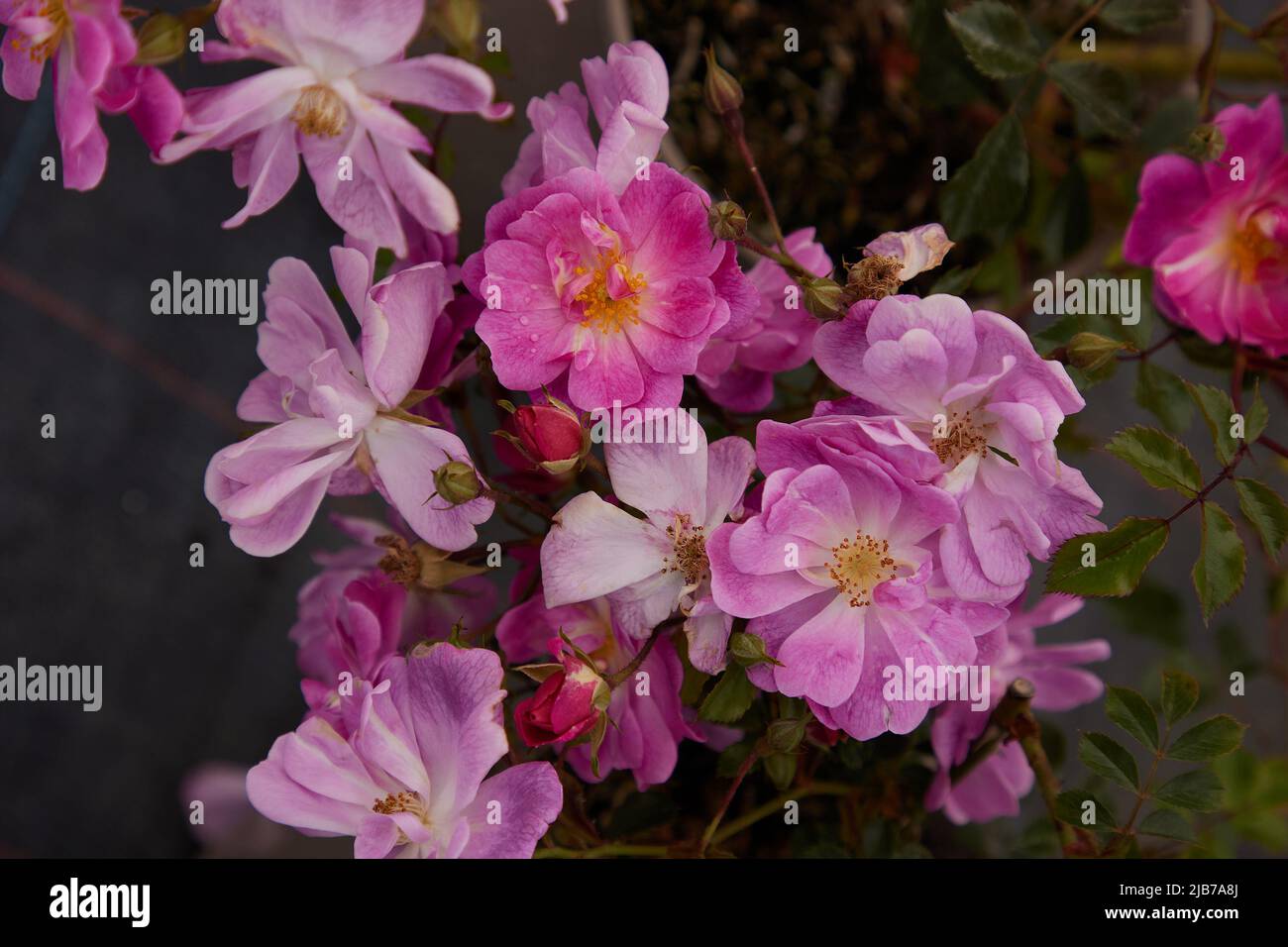 Close up of Rosa Magic Carpet, a pink flowering Ground Cover rose , seen outdoors in the garden. Stock Photo