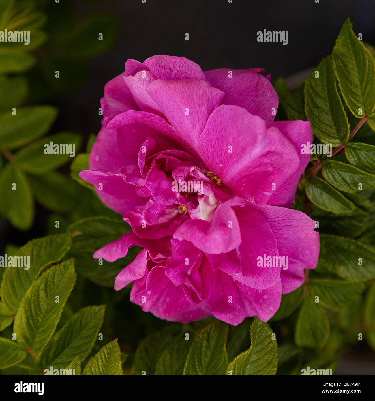 Close up of the old heritage Rosa Roserie de L'Hay, Rugosa shrub rose seen in natural light. Stock Photo