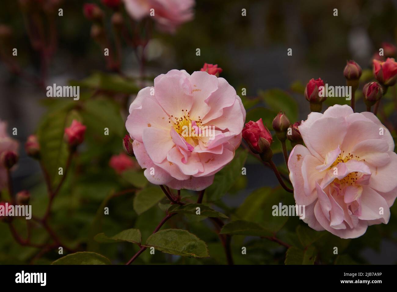Close up of Rosa Felicia, shrub rose, seen outdoors in the garden. Stock Photo