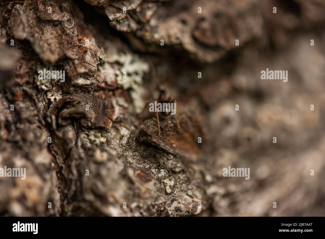 A close-up of an ant's back that crawls under the bark of a pine tree. Stock Photo