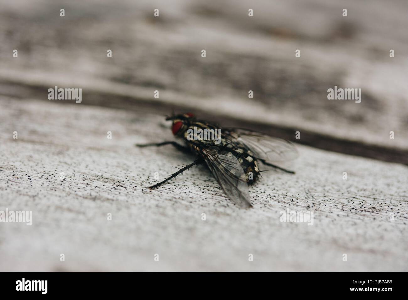 Close-up of a fly that warms in the spring sun on gray wooden boards. Stock Photo
