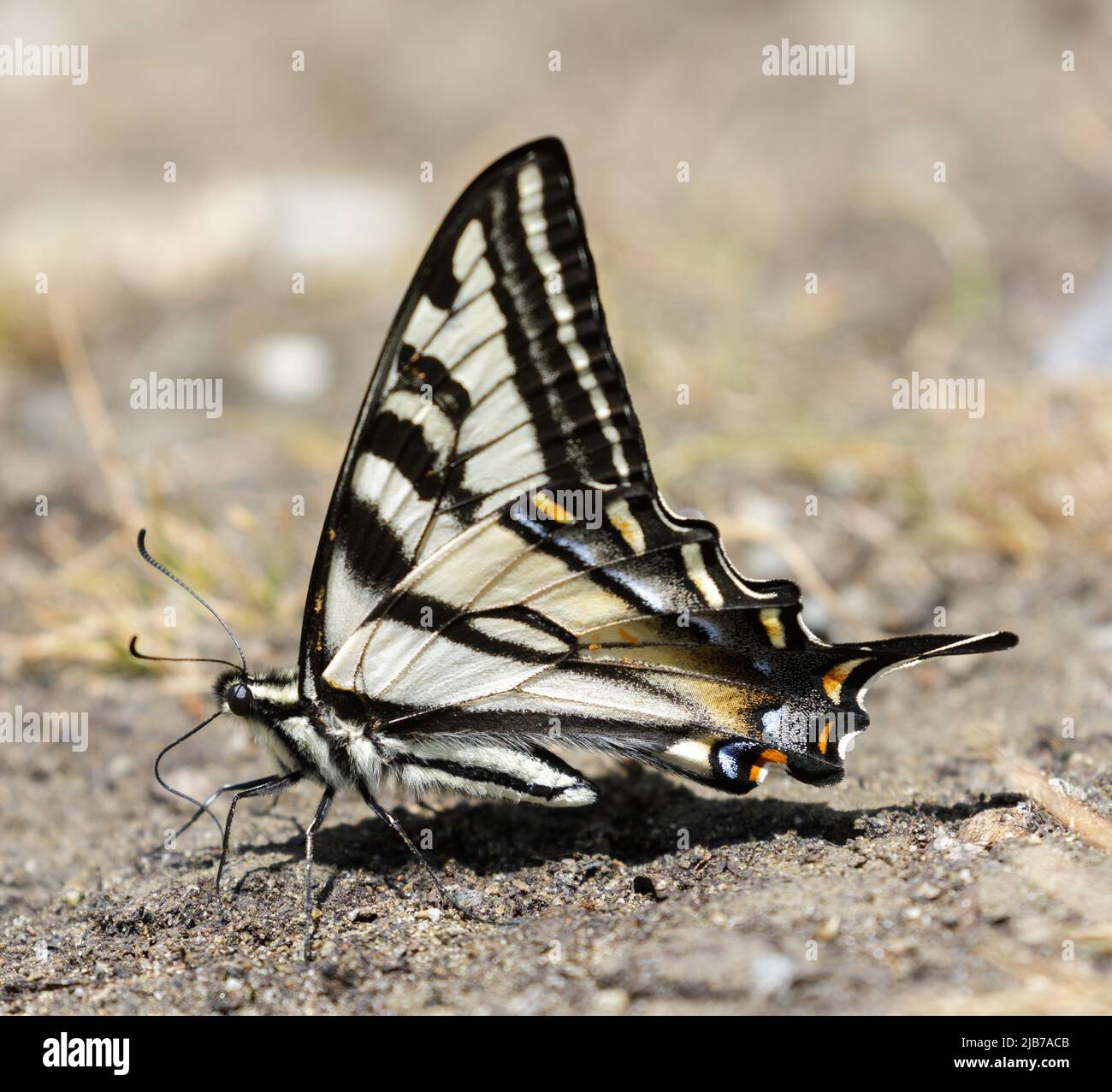 Pale Swallowtail Perched on the Ground. Foothills Park, Santa Clara County, California, USA. Stock Photo