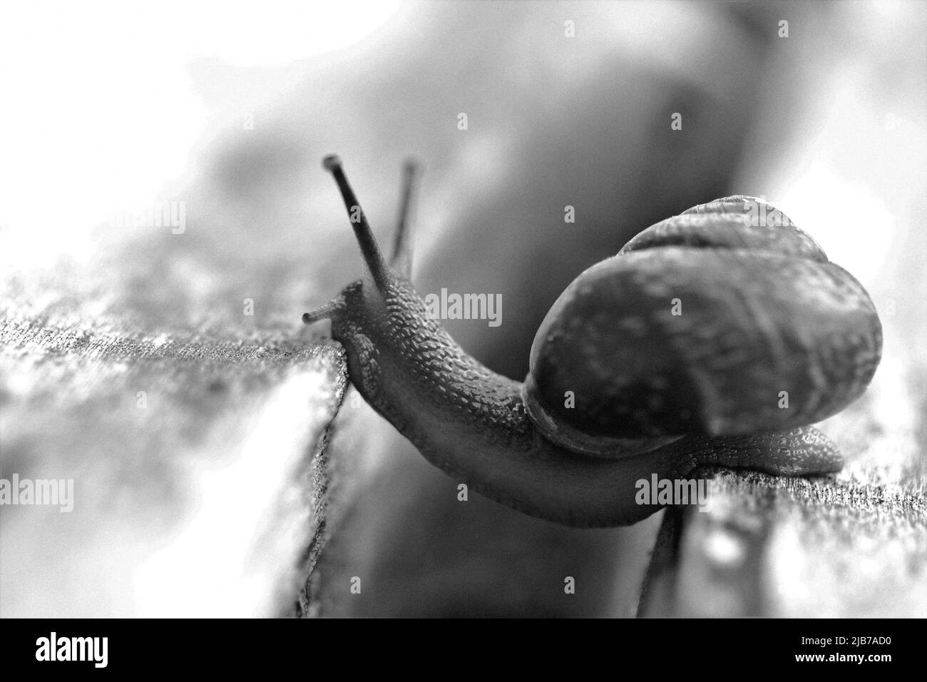 Snail on a wooden garden. The snail glides over the wet wood texture trying to climb from one board to another. Macro close-up of a blurred background Stock Photo