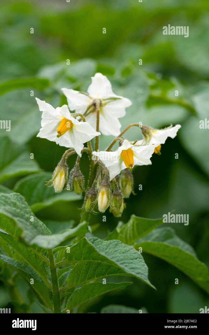 Flowers on an organically grown Pentland Javelin potato plant in a vegetable garden in summer. Stock Photo