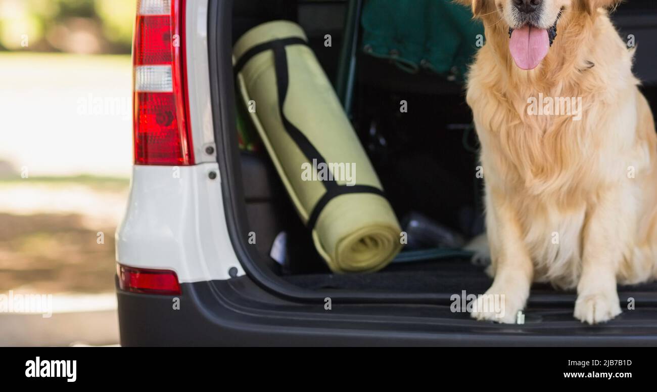 Happy golden retriever pet dog sitting inside open car boot in park Stock Photo