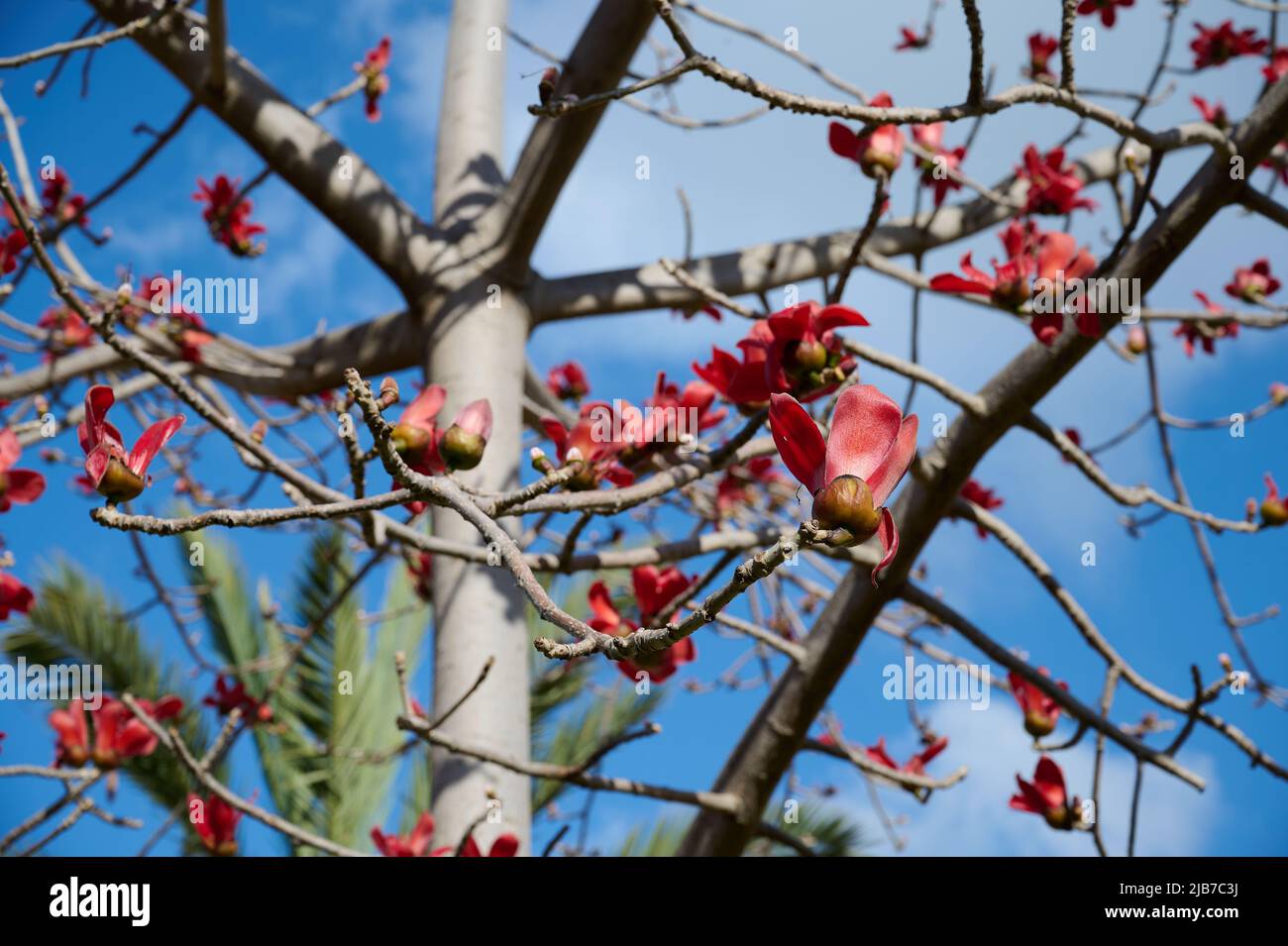 Beautiful red flowers on the tree Bombax Ceiba Blooms the Bombax Ceiba ...