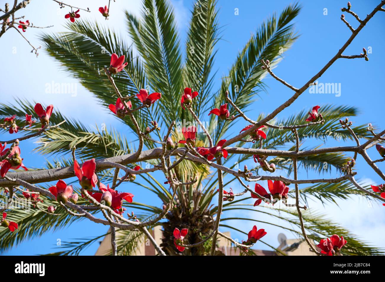 Beautiful red flowers on the tree Bombax Ceiba Blooms the Bombax Ceiba ...