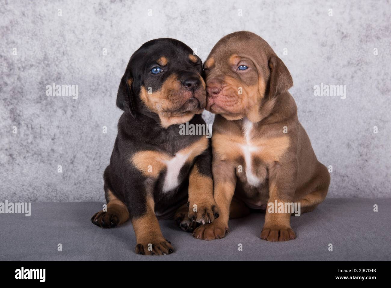 American leopard cheap hound puppies