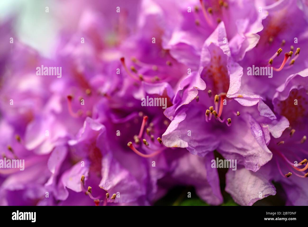 Close up of flowers with crinkled deep pink or purple petals. Flowers seen in Kent, UK in the spring. Stock Photo