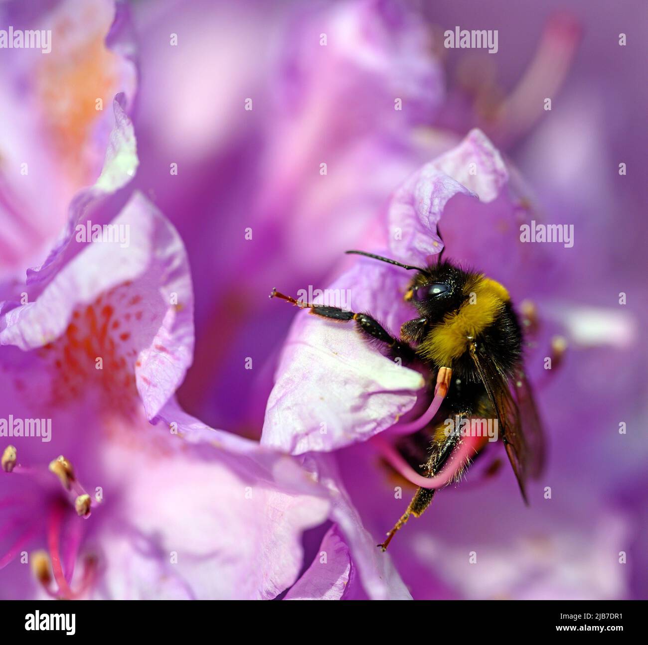 A bumblebee pollinating a pink flower. The bee has pollen on its leg as it walks over the flower. The bumble bee has black and yellow stripes. Stock Photo