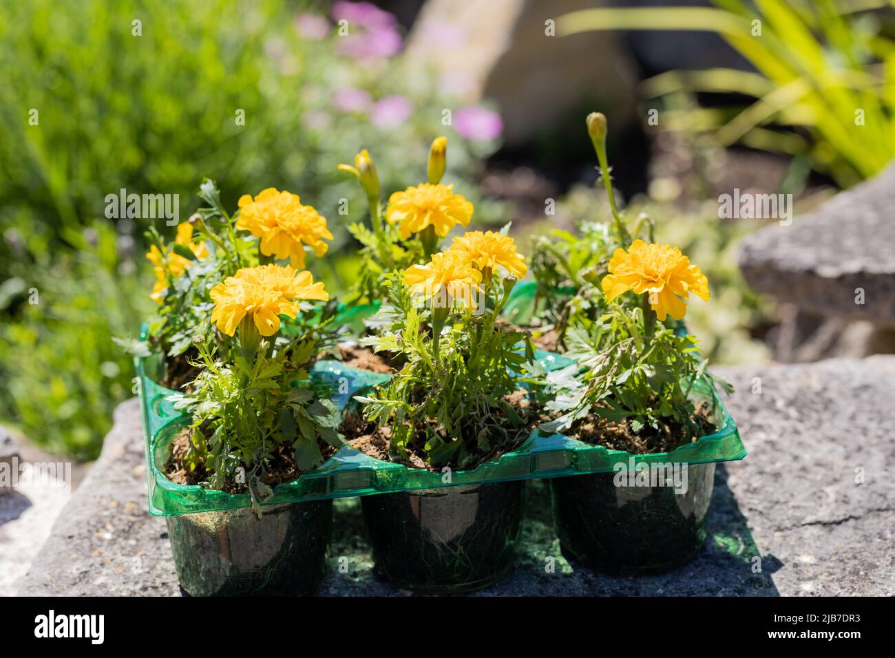 Tray of French marigold flowers, Tagetes patula Stock Photo