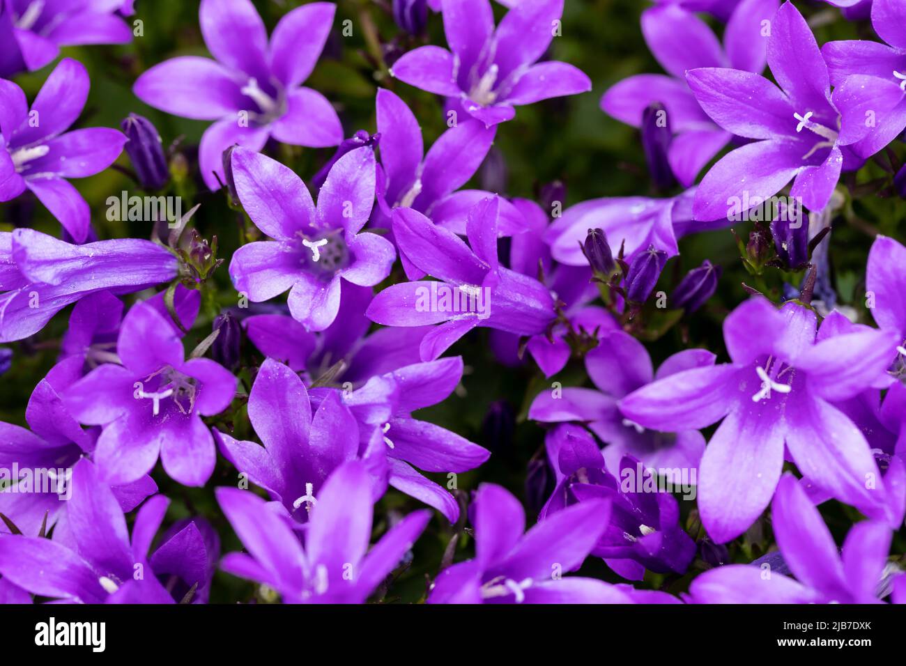 Campanula portenschlagiana, Purple Wall Bellflowers in June, England, UK Stock Photo