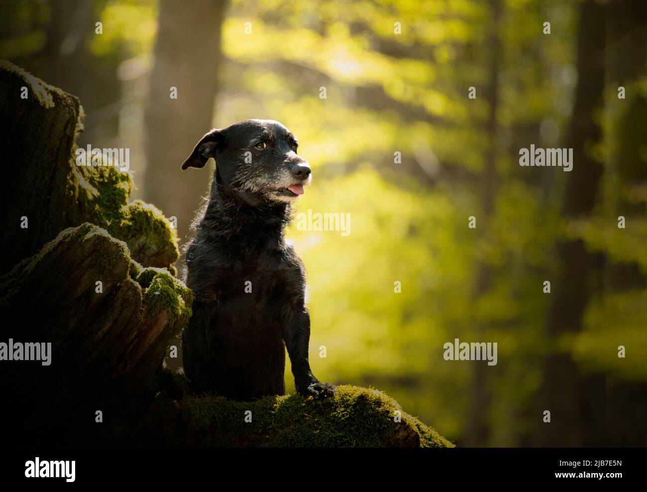 An older dog walking through the woods in spring weather. She likes to exhibit as a model. Stock Photo