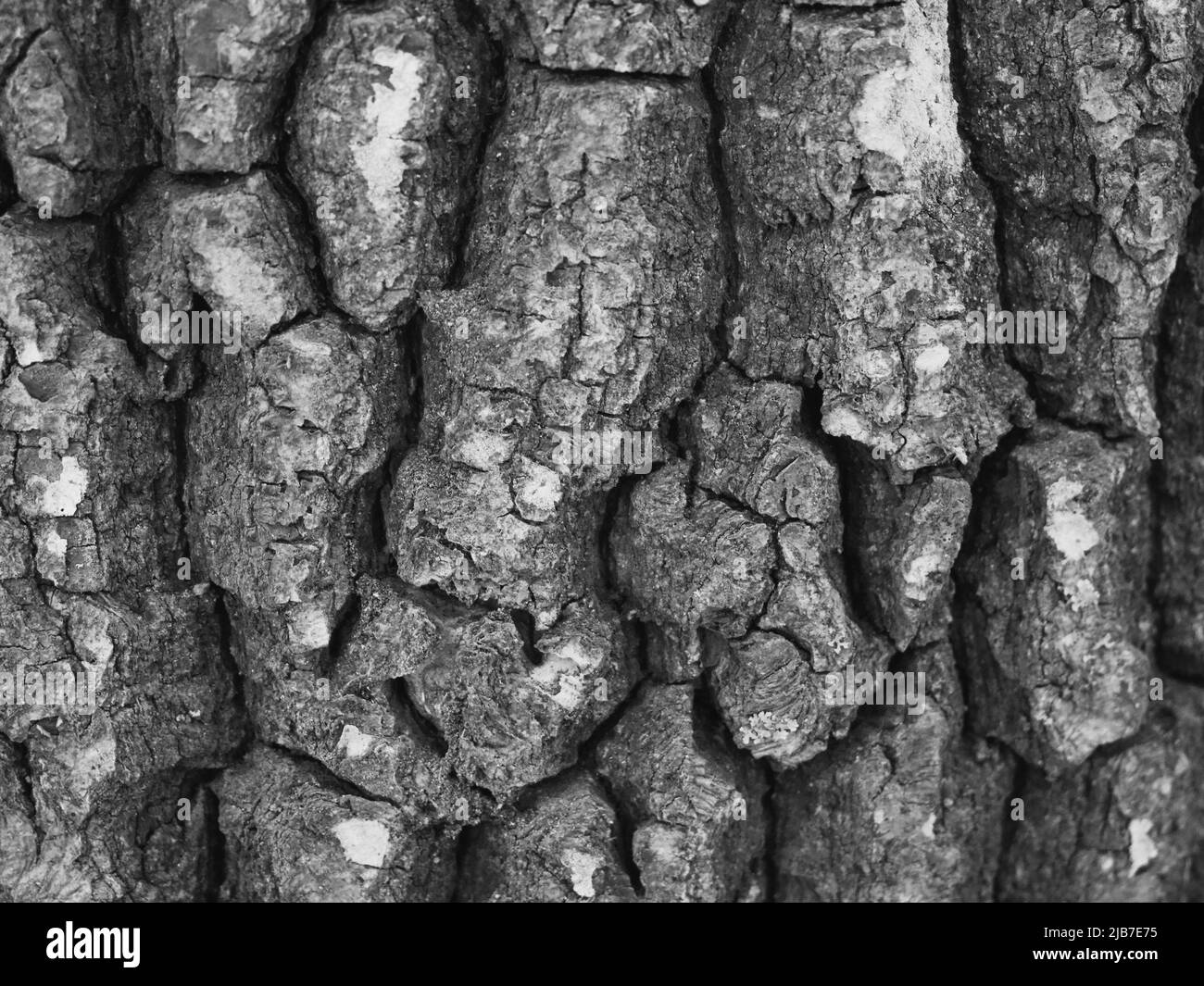 Texture of tree bark, macrophoto. Full-frame image of tree bark, background. Black and white Stock Photo