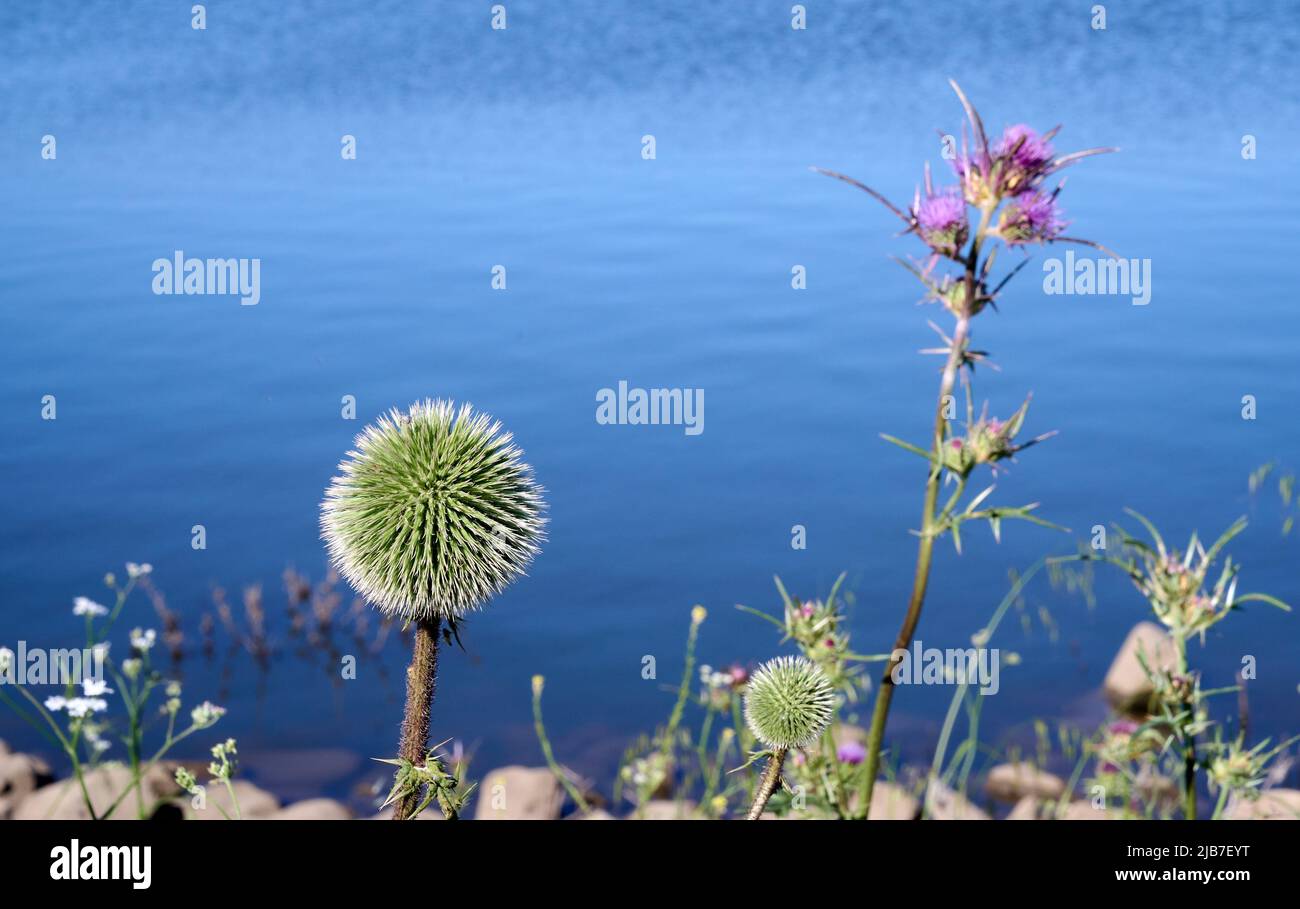 Large thistle inflorescences. Thistle (lat. Carduus) is a genus of plants in the family Compositae, or Compositae. Early morning on the lake. Stock Photo